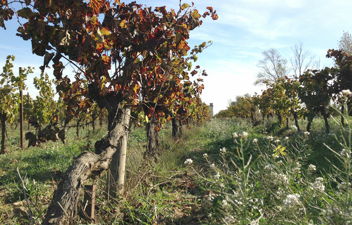 Visit and Tasting at Domaine Ricardelle de Lautrec €1.00