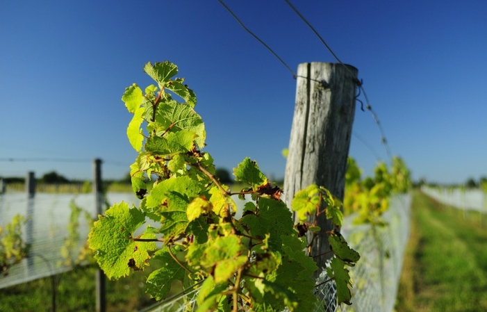 Visit and Tasting at Jaworek Vineyards €1.00