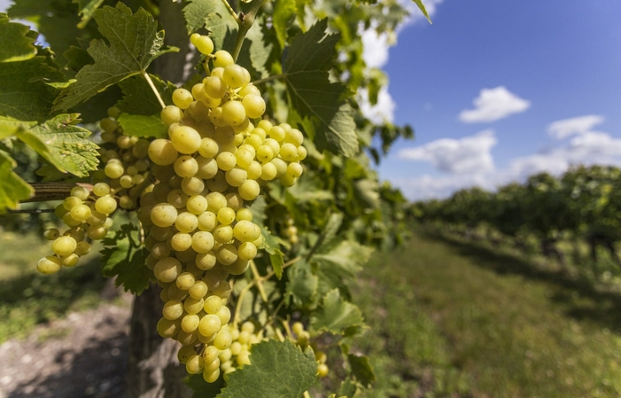 Visit and tastings of BACHE-GABRIELSEN COGNAC €1.00