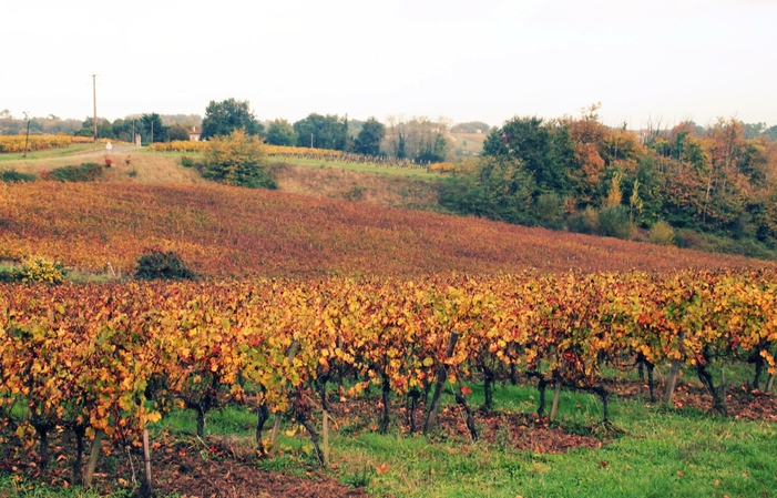 Visit and Tasting at Château Macay €1.00