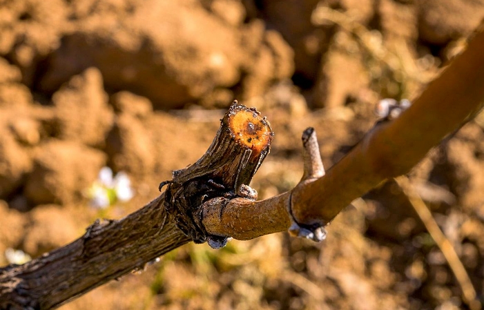 Visit and tastings at the Cantina Marramiero €1.00