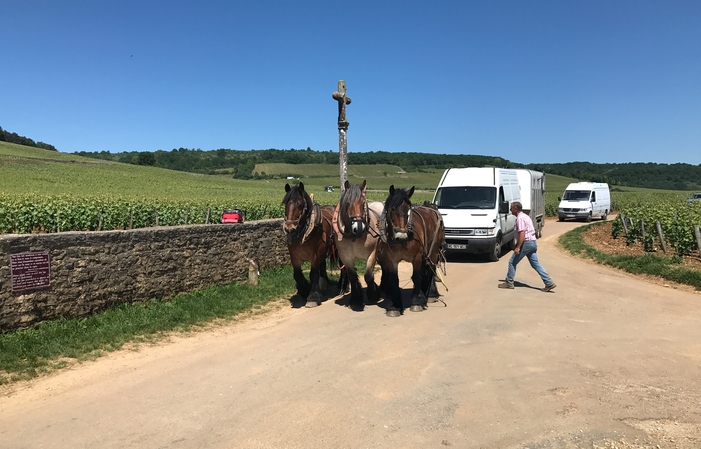 PRIVATE TOUR Côte de Beaune, Côte de Nuits, Hautes ¥46,381