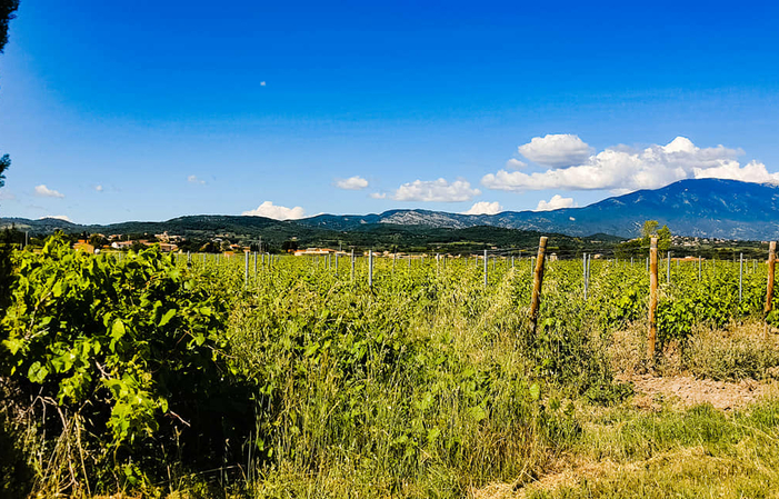 Educational walk in the heart of the Mas Caron vineyard €6.00