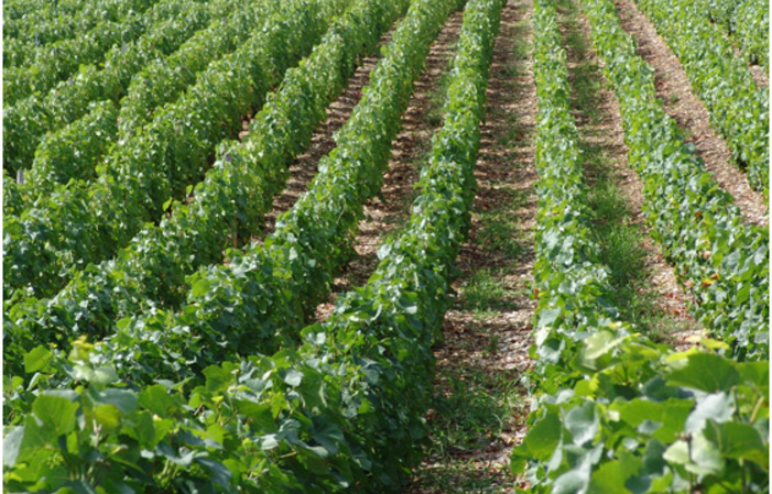 The winemaker's summer Thursdays €1.00