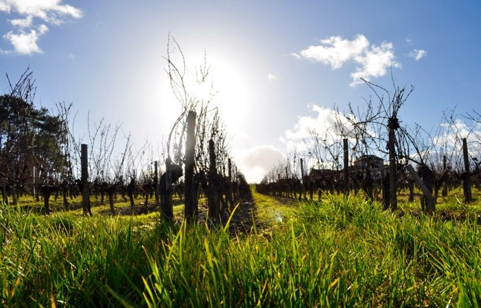 Visit and Tasting at the Château de Viens €1.00