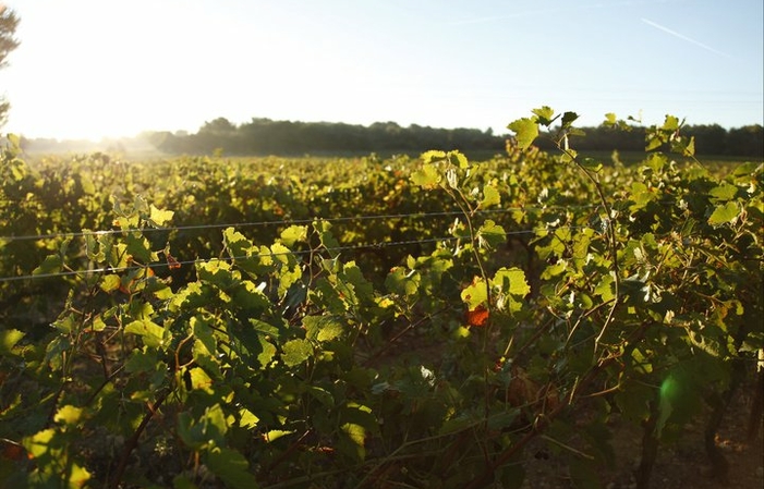 Visit and Tasting at Domaine de Sulauze €1.00