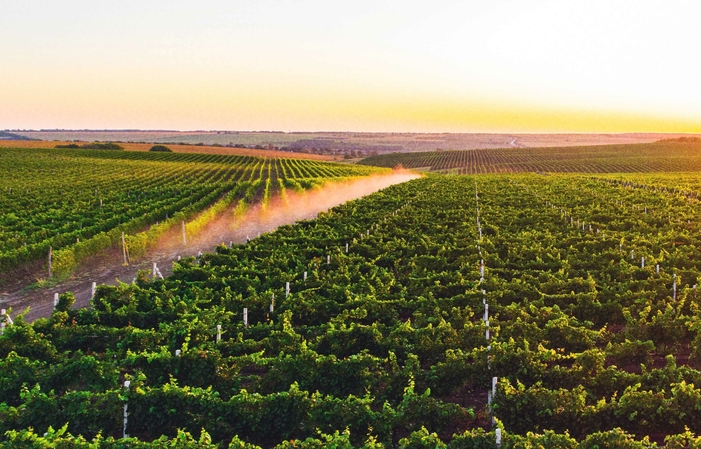 Visit Salcuta Wine €7.00