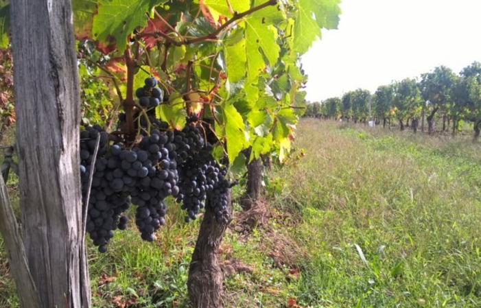 Visit and Tasting at Château Grand Destieu €1.00