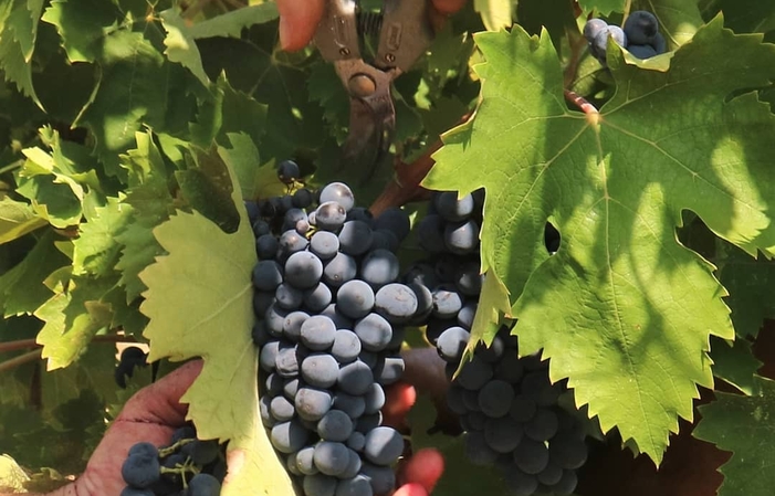 Visit and tastings at FATTORIA LICIA €1.00