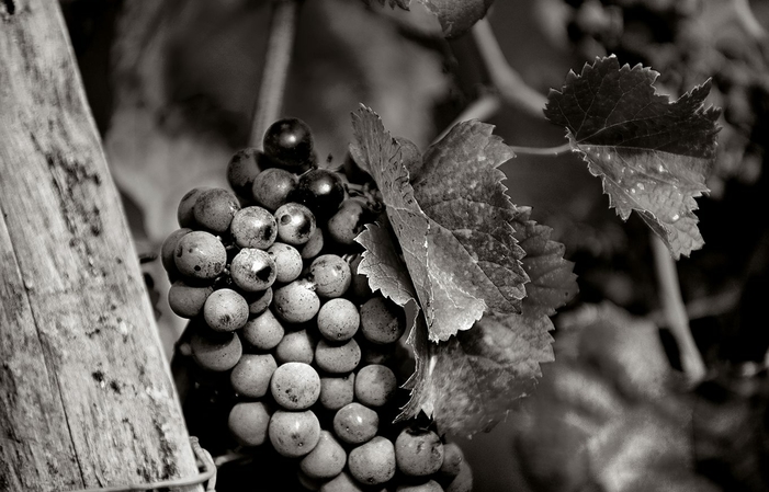 Visit and tastings of Chateau Escot €1.00
