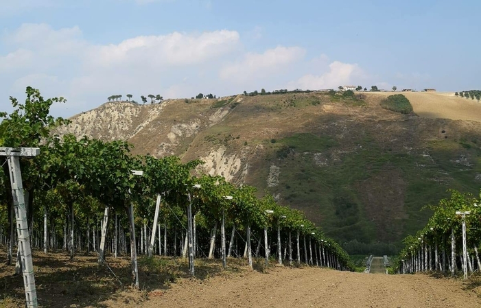 Visit and tastings at Marchesi De' Cordano €1.00