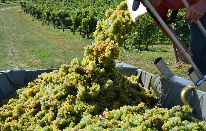 Visit and tastings of the DOMAINE DE LA NOBLAIE €1.00