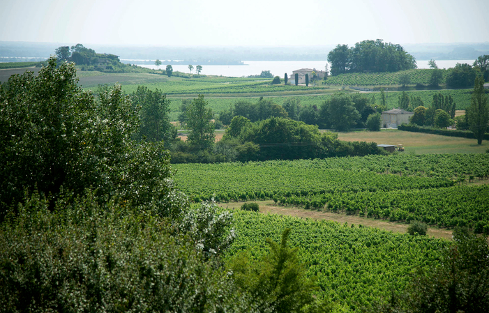 Visit and Tasting at Château Pleybonhomme-Les-Tours €1.00