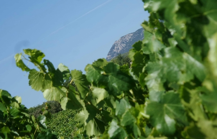 Visit and Tasting at Château Carpe Diem €1.00