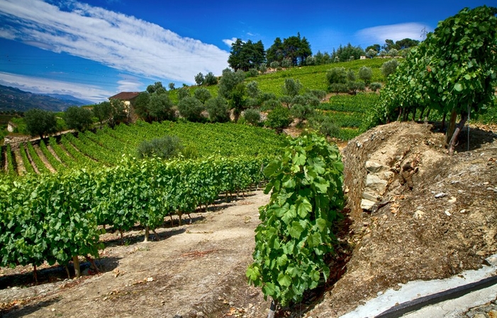 Douro: Wine and Tradition Tour from Oporto €100.00