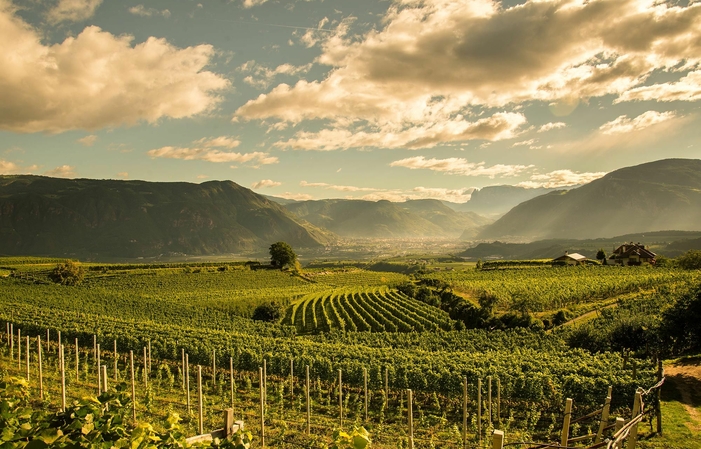 Guided Tour and Tasting (money) €20.00