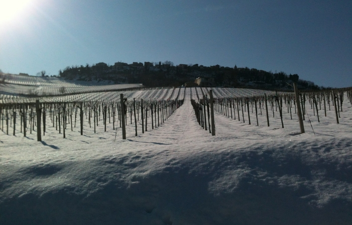 Visit and tastings at Valle Martello €1.00