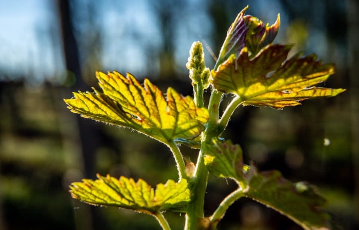 Visit Domaine des Closiers €1.00