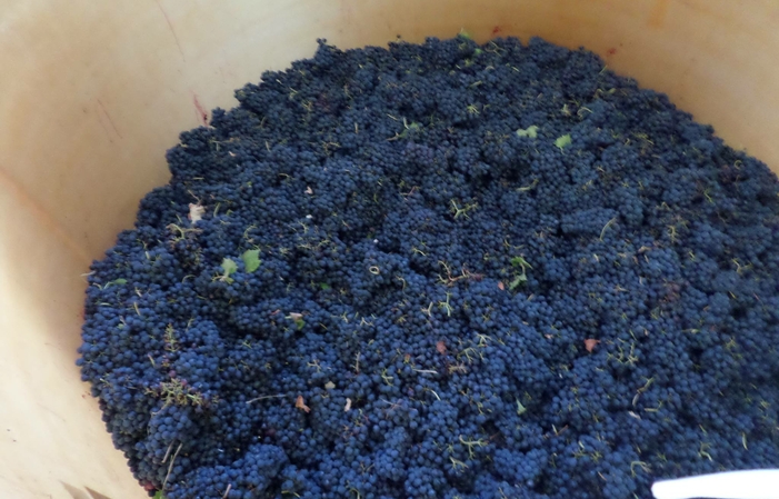 Visit and tastings at FATTORIA LICIA €1.00
