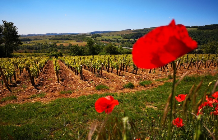 Visit and tastings at the Beaubourg Wine Tour €75.00