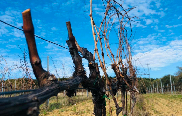 Visiete and tastings at Podere Della Torre Vini €1.00