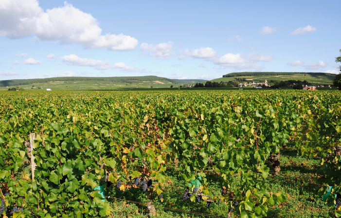 Wine Route: Côte de Beaune €47.00