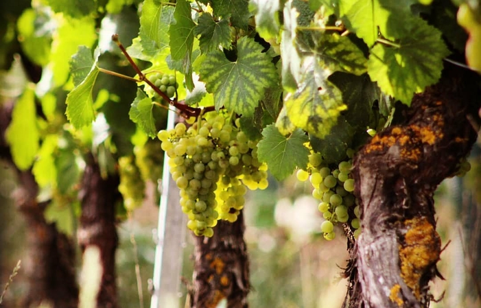 Visit and tasting at the Château de la Greffière €15.00