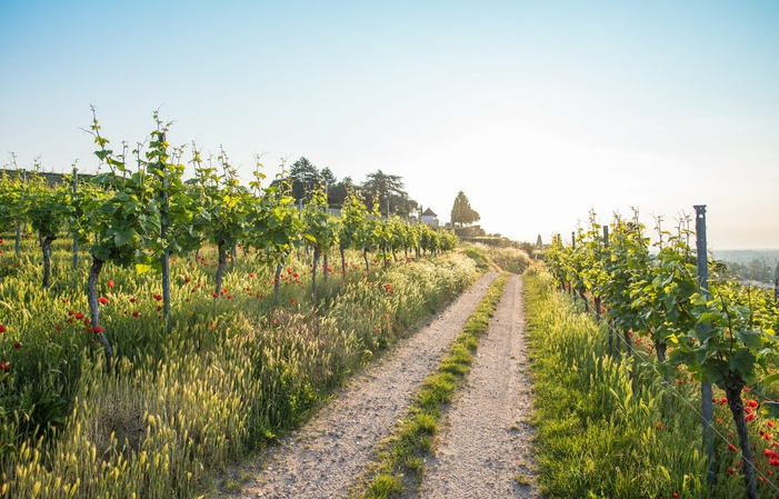 Cellars & Vines at the Müller-Catoir winery €1.00