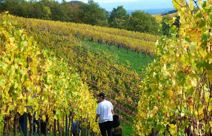 Visit and Tasting at Domaine Borès €1.00