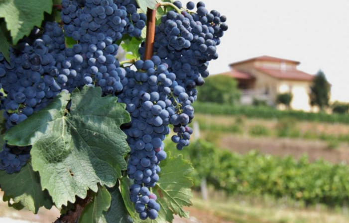 Visit Of STIRBEY WINERY - DRAGASANI €16.00