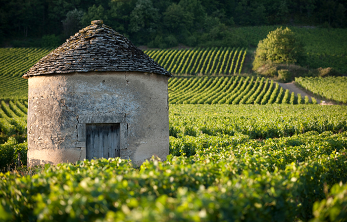 Private half-day tour of Côte de Nuits €175.00