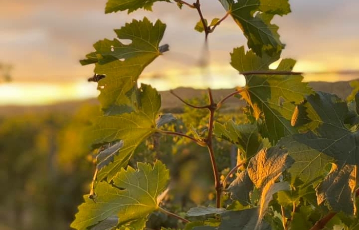 Picnic at the edge of our vineyards, Château la Bastide €25.00