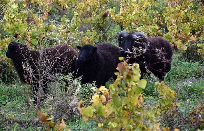 Picnic in the Vineyards at the Château des Bachelards €30.00