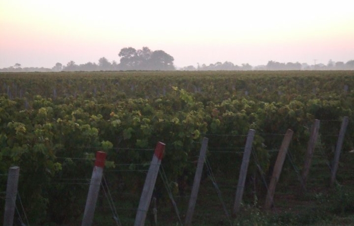 Visit and Tasting - Château Carmenère €1.00