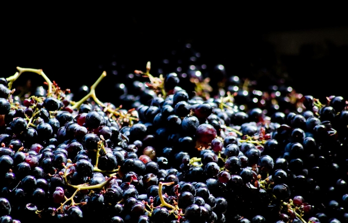 Visit and taste at the Château De L'escarelle €10.00