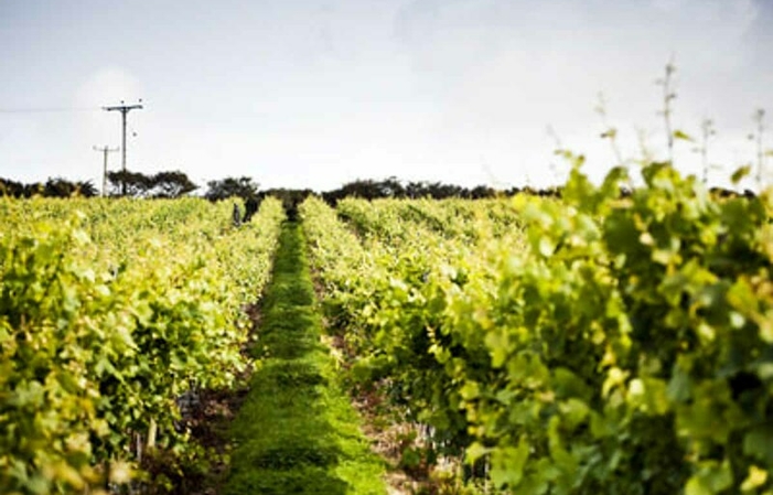 Visit and Tasting at Knightor Estate €16.65