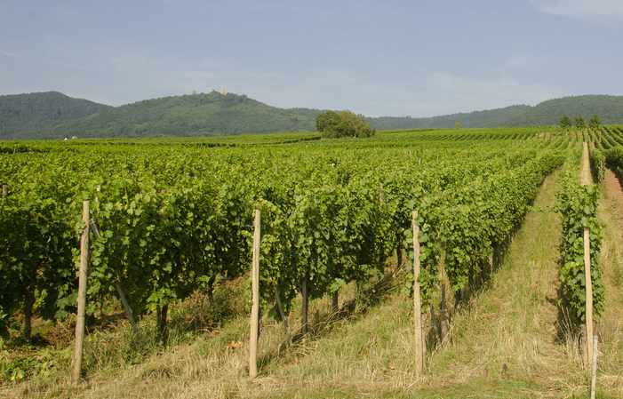 Visit the vineyard with tasting of 5 wines €6.70