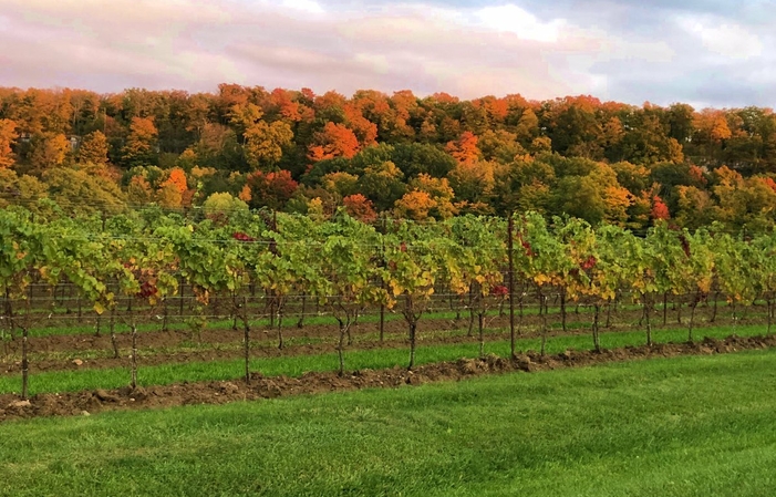 Visit and Tasting - Cave Spring Vineyard €10.00