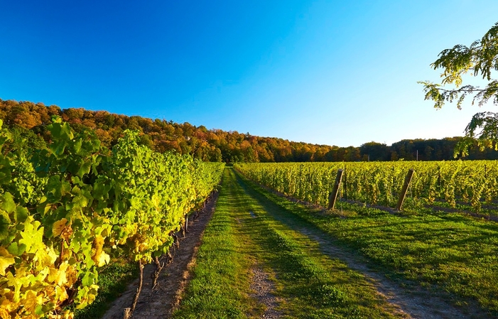 Visit and Tasting - Cave Spring Vineyard €10.00
