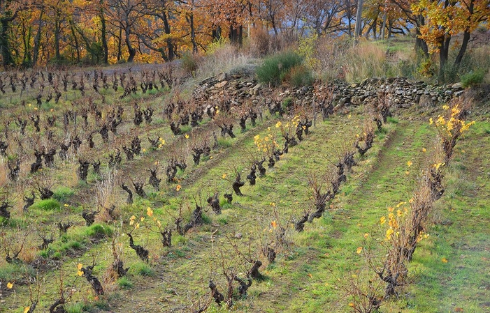 Visit and tasting at Domaine La Rouquette €1.00