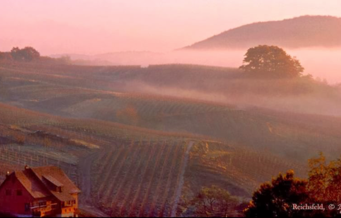 Visit and Tasting at Domaine Borès €1.00