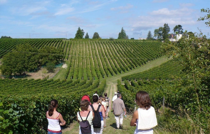 A horse-drawn carriage ride in the vineyards from the Domaine de Noiré €40.00