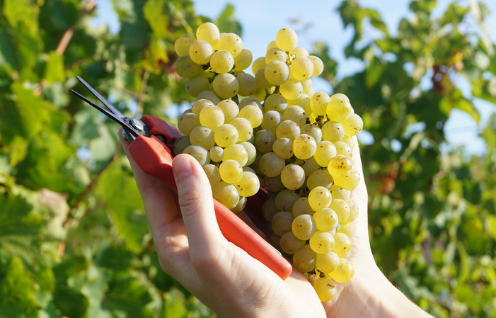 Domaine du Closel visit: Getaway to the Château des Vaults €29.00