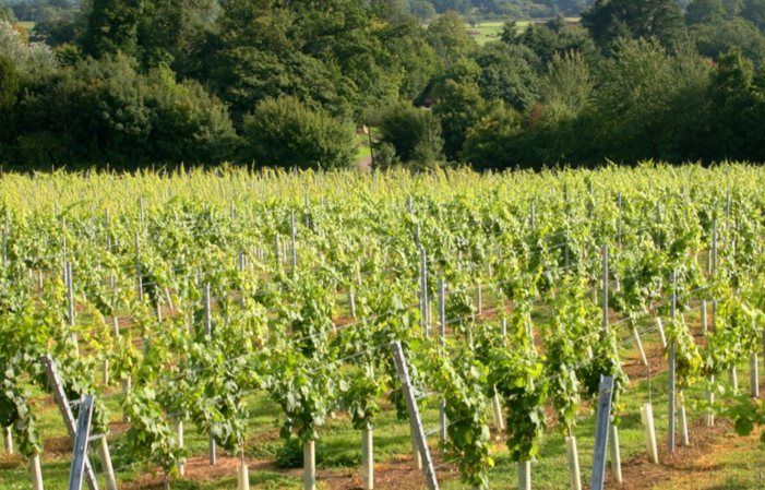 Visit and Tasting - Stopham Winery €27.75