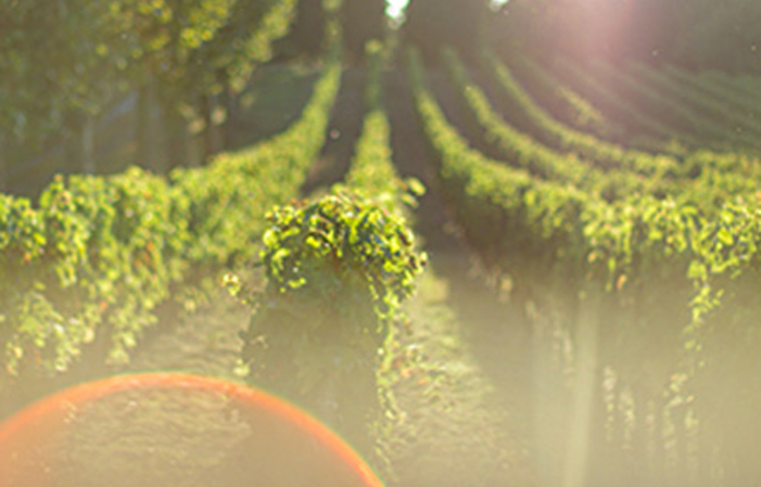 Visit and Tasting at Château Castel La Rose €1.00
