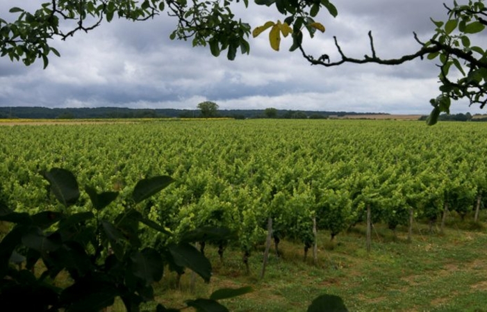 Visit the Château du Petit Thouars - Wine from the Loire Valley €1.00