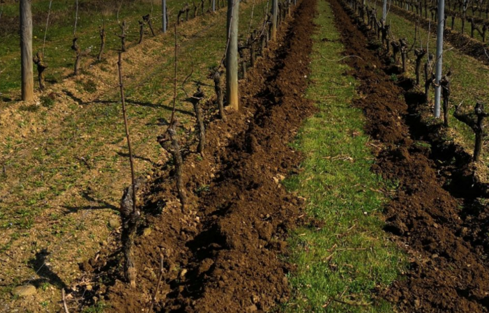 Visit and tastings of Domaine Ogereau €1.00