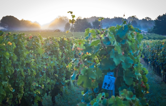Visit and Tasting Château de Cagnac €1.00