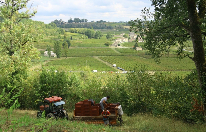 Visit and Tasting: from the vineyard to the cellar at Château Bernateau €10.00