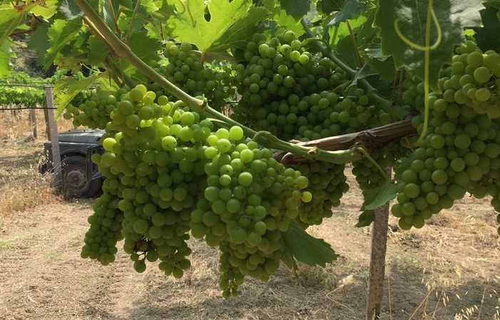 Visiete and tastings at Podere Della Torre Vini €1.00